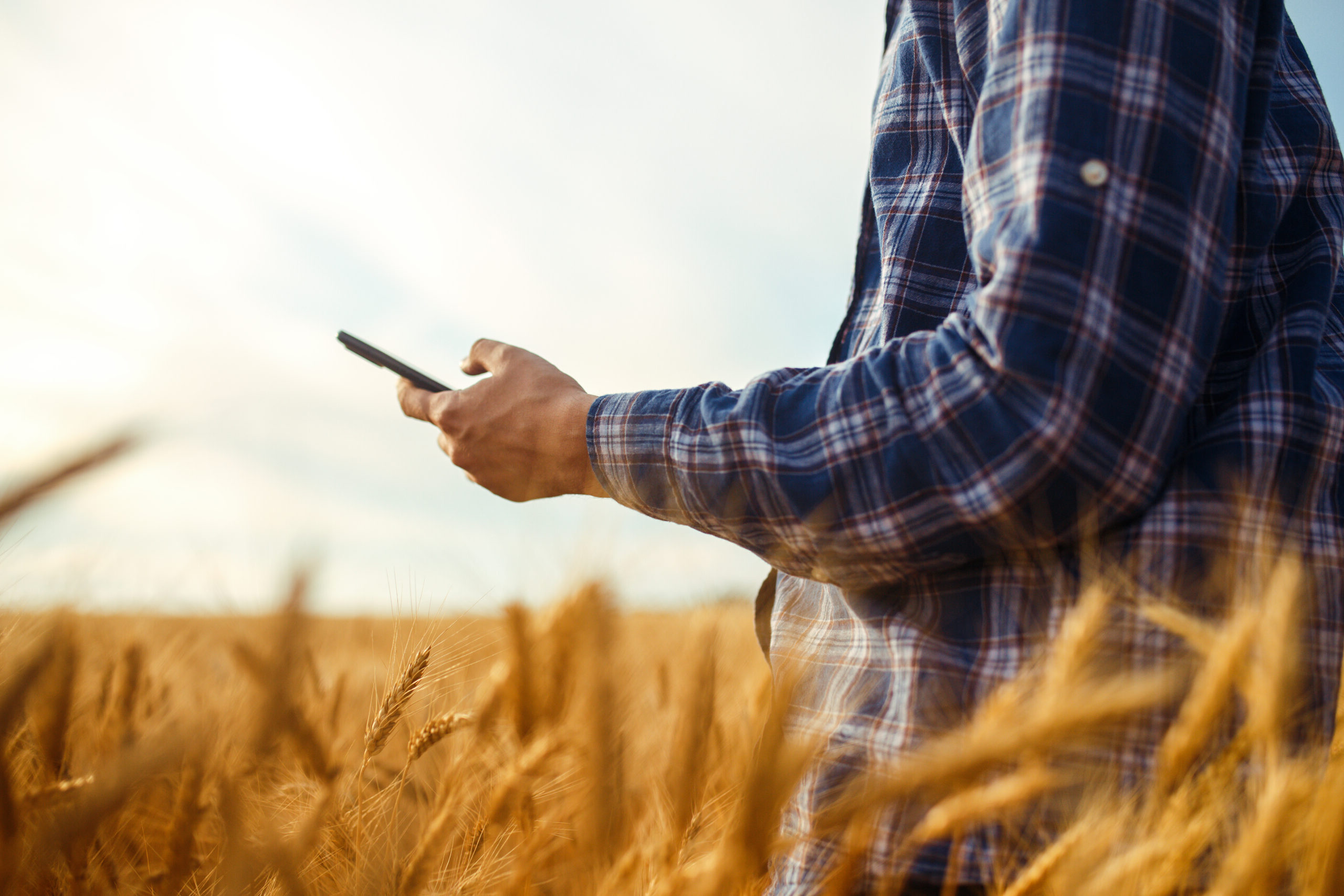 Farmer Checking Wheat Field Progress, Holding Phone and Using In