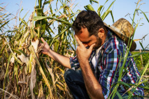 Farmer is displeased and sad because his corn field is devastate